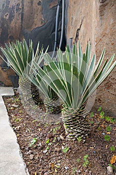 Close-up on Agave viviparous on the island.