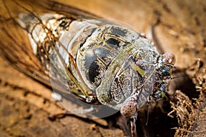 Close-Up Of An Aged Cicada Glistening