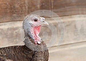 Close up on an aged turkey hen, old and tattered photo