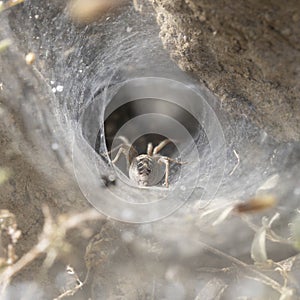 Close-up of Agelena labyrinthica beetle nest