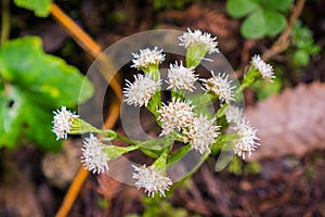 Close up of Ageratina adenophora flowers growing the the forests of Santa Cruz mountains, San Francisco bay area; this plant is