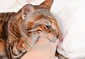 Close-up of aggressive bengal cat biting woman's arm