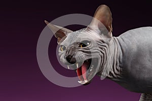 Close-up Aggressive Sphynx Cat Hisses on purple