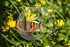 Close-up of Aglais urticate, small totoiseshell,sitting on buttercup