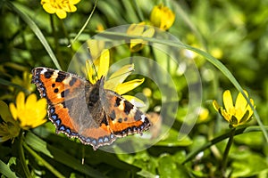 Close-up of Aglais urticate, small totoiseshell,sitting on buttercup