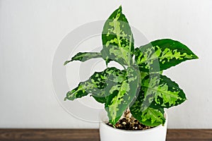 Close up of Aglaonema pictum tricolor plant