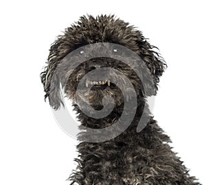 Close-up of an agressive Poodle showing teeth