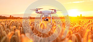 Close-up of agricultural drone flying over vast wheat field. Bright setting sun above the horizon. Using quadcopters for