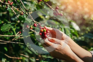 close up agriculture hand picking up raw coffee bean on tree in farm