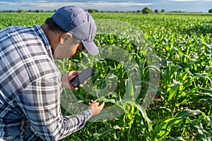 Close up of Agriculturist utilize the core data network in the Internet from the mobile to validate growing corn farming in field