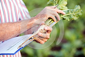 Close up of agronomist or farmer measuring sugar beet roots with a ruler and writing data into questionnaire