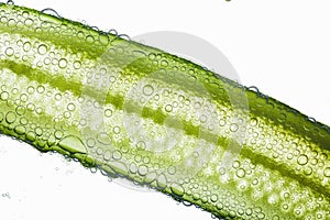 Close-up of air bubbles covering green fiber of cucumber floatin