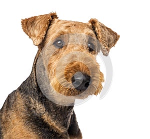 Close up of an Airedale Terriers