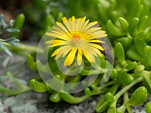 Close up on Aizoaceae, Delosperma nubigenum, Tetragonia expansa photo