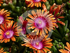 Close up on Aizoaceae, Delosperma nubigenum, Tetragonia expansa photo