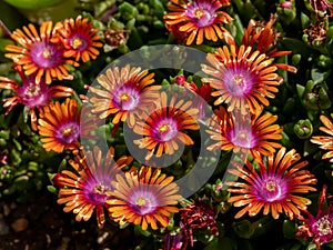 Close up on Aizoaceae, Delosperma nubigenum, Tetragonia expansa photo