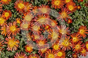 Close up on Aizoaceae, Delosperma nubigenum, Tetragonia expansa photo