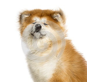 Close-up of Akita Inu, 1 year old