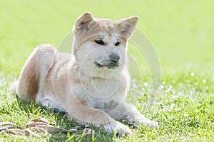 Close up on Akita inu puppy purebreed dog on the grass