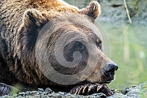 Close up of an Alaskan Brown Bear Grizzly laying down in the water, looking at camera