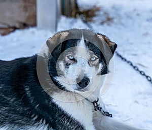 Close up of an Alaskan Husky sled dog with bright blue eyes