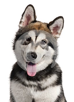 Close-up of Alaskan Malamute puppy