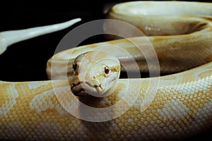 close up of a albine yellow phyton