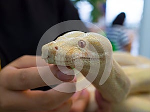 The Close up albino boa constrictor snake`s head resting on human finger.