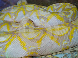 The Close up albino boa constrictor snake`s skin with yellow color.