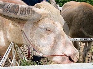 Close up of Albino buffalo