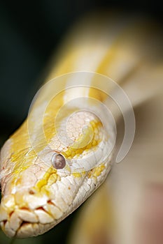 Close up of albino Burmese Python with a beatuful pattern