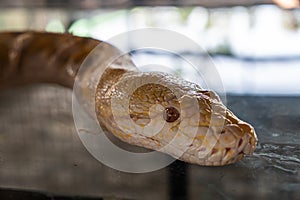 snake head close-up. Close up of a albino Burmese python