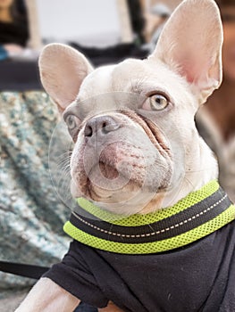 Close-up albino french bulldog breed dog puppy. Wearing black on