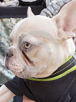 Close-up albino french bulldog breed dog puppy. Wearing black on