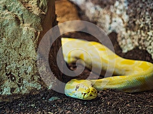 Albino Python