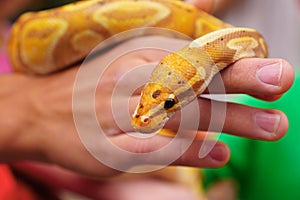 Close up of albino python in man hands. yellow Python snake. Snake close-up