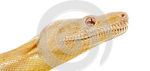 Close-up of an Albino royal python