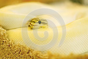 Close up of albino white rat snake is curled up with blurred background