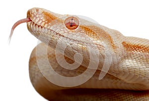 Close-up of Albinos Boa constrictor