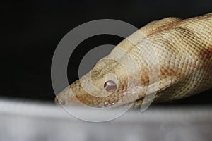 Close-up of Albinos Boa constrictor, Boa constrictor, 2 months old, in front of white background
