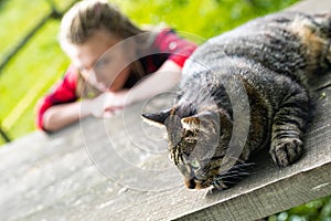 Close up on alert cat lying atop wood table