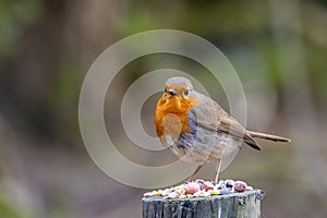 Close-up of an alert Robin standing on a tree stump covered with seeds