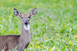 Close-up of an alert White-tailed Doe in a soybean field during late summer