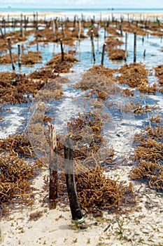 Close-up on algae cultivation, Zanzibar