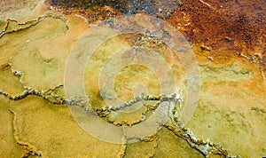 Close up of algae growing in Mammoth Hot Springs, Yellowstone National Park