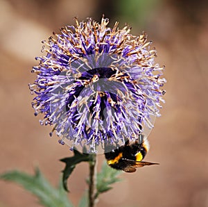 Close up of an Alium Flower photo