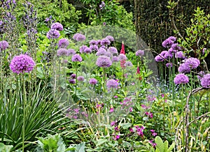 Close up of an Alium Flowers