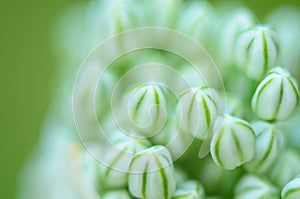 Close up of an Alium Gigantium Flower Head alium flower with dandelion flower structure. macro. soft focus