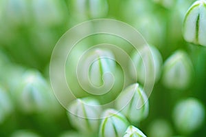 Close up of an Alium Gigantium Flower Head alium flower with dandelion flower structure. macro. soft focus