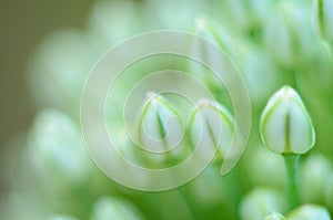 Close up of an Alium Gigantium Flower Head alium flower with dandelion flower structure. macro. soft focus